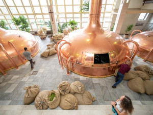 V Budvaru se vaří pivní specialita z čerstvého chmele, ten se v praxi používá výjimečně