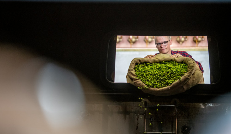 V Budvaru se vaří pivní specialita z čerstvého chmele, ten se v praxi používá výjimečně