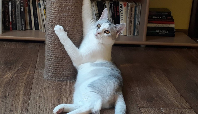 HLEDÁME PÁNÍČKA: Kačabka a Očičko čekají na nové pány