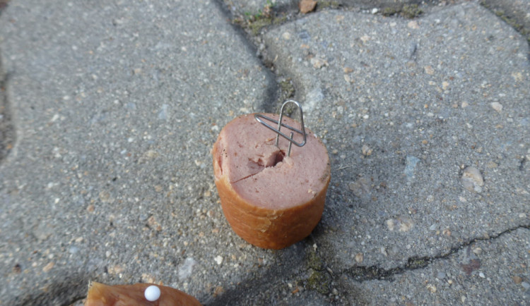 Policisté z Budějc řeší v těchto dnech případy pohozených návnad v parcích v krajském městě. Zatím neznámý pachatel či pachatelé na dvou místech pohodili uzeniny, kdy byly uvnitř napíchané špendlíky a kancelářské sponky.