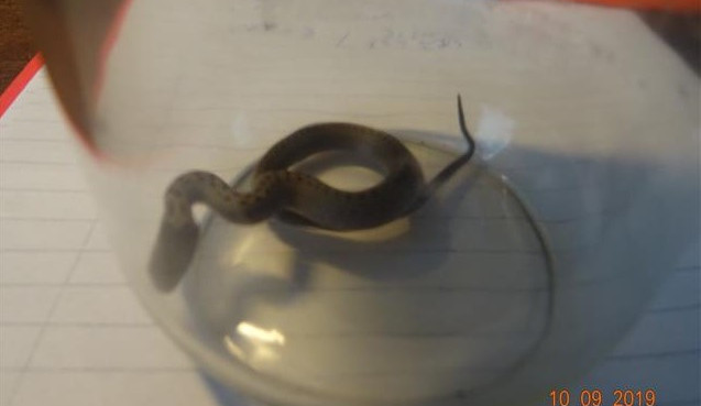 Muž přinesl na služebnu hada v zavařovačce