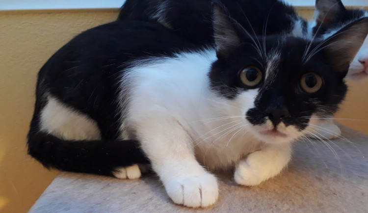 HLEDÁME PÁNÍČKA: Malvínka a Attila hledají nový domov