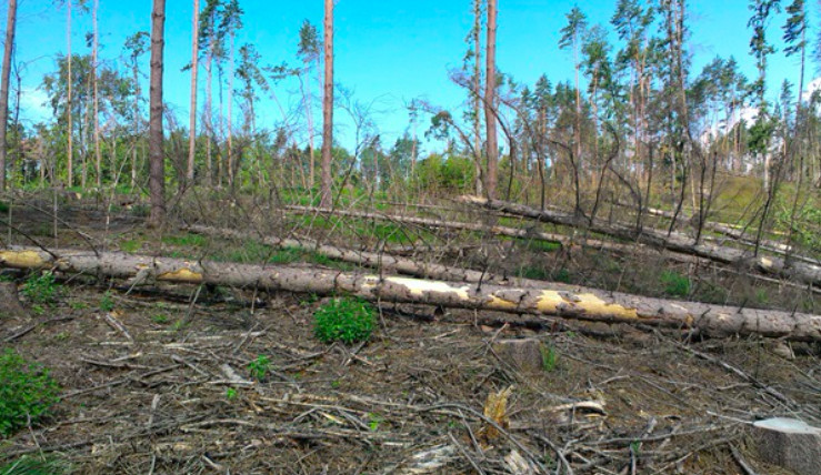 Stromy napadené kůrovcem
