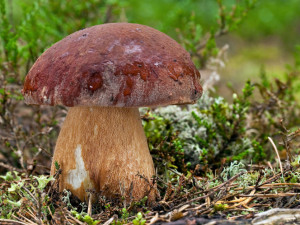 Jihočeské muzeum se promění v houbařský ráj.