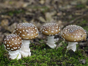 Jihočeské muzeum se promění v houbařský ráj.