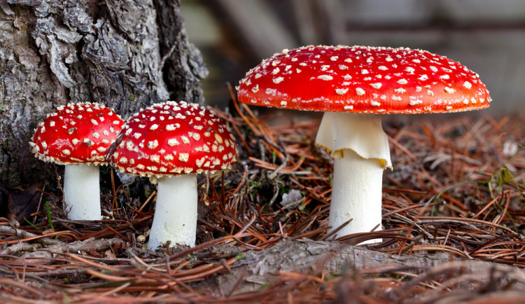 Jihočeské muzeum se promění v houbařský ráj.