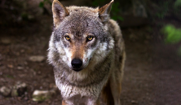 Vlci zabili v pozorovacím centru v Kvildě laň
