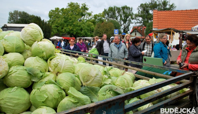 Zelnobraní ve Vidově nabídlo první kysané zelí z letošní úrody