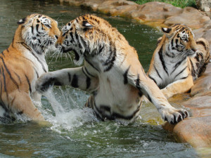 Zoo Hluboká oslaví Den zvířat, hlavním tématem bude ptactvo