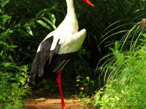Zoo Hluboká oslaví Den zvířat, hlavním tématem bude ptactvo