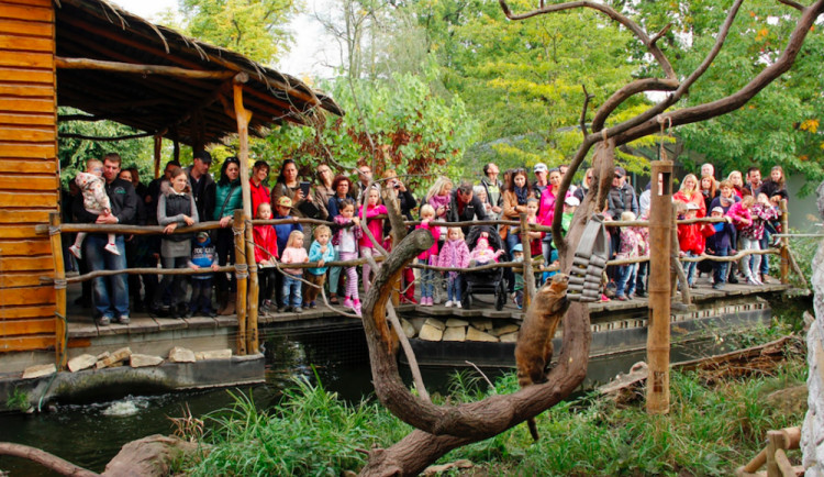 Zoo Hluboká oslaví Den zvířat, hlavním tématem bude ptactvo