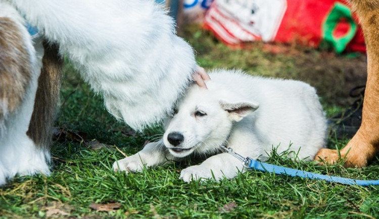 Lužánky budou v neděli patřit pejskům. Čtyřnozí miláčci z útulků zde budou hledat nový domov