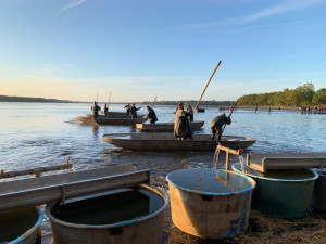 Začal výlov Rožmberka. Rybáři čekají 150 tun ryb, jako loni