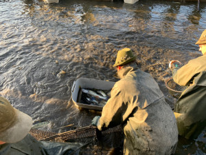 Začal výlov Rožmberka. Rybáři čekají 150 tun ryb, jako loni