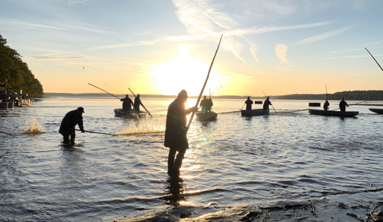 Začal výlov Rožmberka. Rybáři čekají 150 tun ryb, jako loni