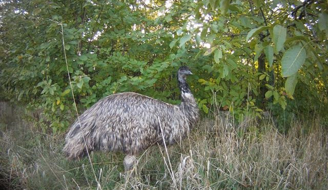 VIDEO: Strážníci v Brně týden honili ptáka emu