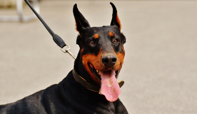 Volně pobíhající dobrman v Brně pokousal malého pejska a povalil jeho majitelku