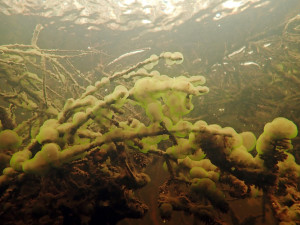 Slizové kolonie nálevníka druhu Ophrydium versatile (lahvenka velká).