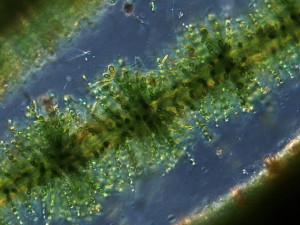 Mikroskopický snímek ruduchy (červené řasy) rodu Batrachospermum