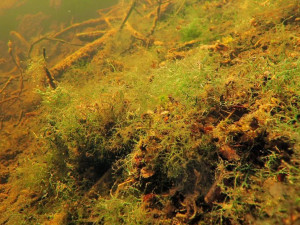 Dno mělkých příbřežních oblastí Prášilského jezera pokrývají tmavě zelené porosty větvených řas