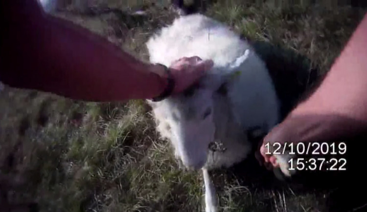 VIDEO: Strážníci zachránili ovečku, kterou uvěznil trnkový keř