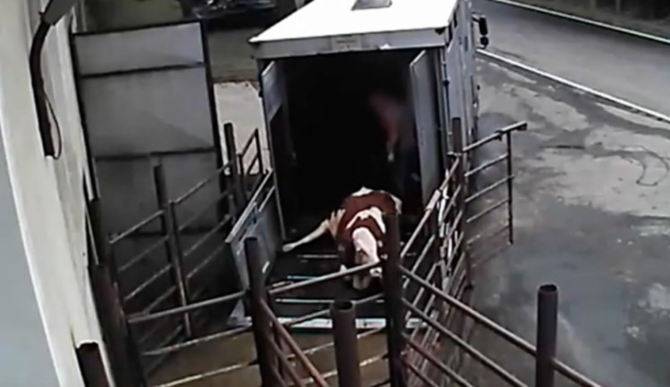 Kopání i elektrické výboje. Skrytá kamera zachytila zacházení se zuboženými zvířaty