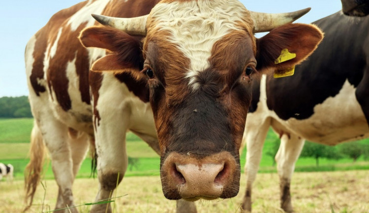 U Moravského Krumlova havaroval kamion s býky. Dva utekli, jeden byl rozzuřený