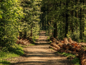 Cisterciáci z Vyššího Brodu propustí lesníky, zbude 235 hektarů lesa