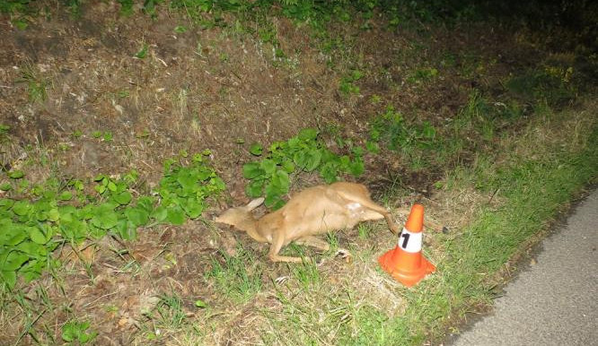 Počet usmrcených zvířat po střetu s auty v Národním parku Šumava roste