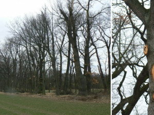 Firma z Budějc ořezávala stromy, od inspekce životního prostředí dostala pokutu
