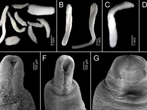 skulovec siroky (Dibothriocephalus latus)