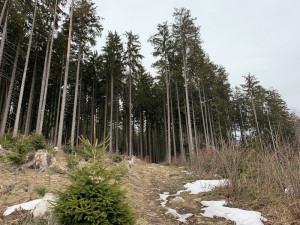 Lesy ČR můžou kácet v Boubínském pralese kvůli kůrovci