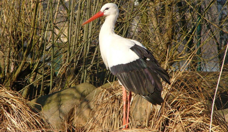 69998512_2444956965760176_6902823355972321280_o