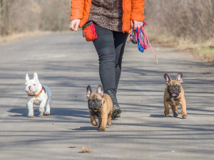 Poplatek ze psů budou od nového roku platit všichni pejskaři. Sazba by ale měla být nižší