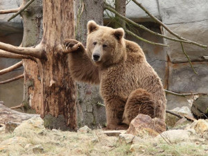 800x800_1462782145.0123_5092-medved_plavy_-_Jerhotova_032a