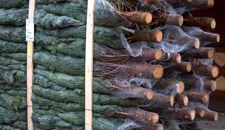 christmas-trees-3833642_960_720