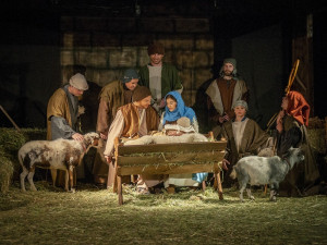 Neznámý pachatel podřízl kozu v živém betlémě, z místa ji odnesl