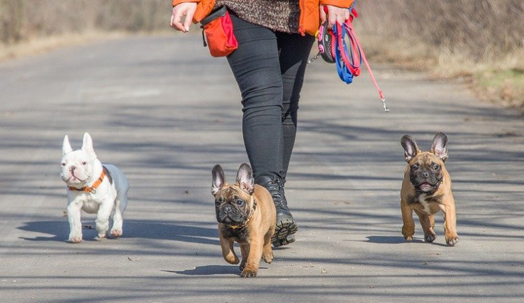 Volně pobíhající pes v Průběžné ulici ohrožuje lidi i ostatní zvířata, majiteli hrozí stotisícová pokuta