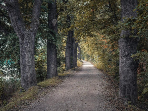 c18b0a8a-49c3-44fe-8372-dba6e2f499d0