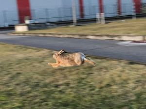 Dvě desítky zajíců nedobrovolně opustily temelínskou elektrárnu