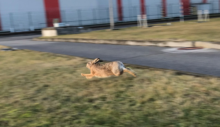Zajici jsou v arealu elektrárny už od její výstavby
