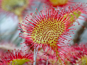 Jihočeské muzeum otevírá novou stálou archeologickou, přírodovědnou a národopisnou expozici