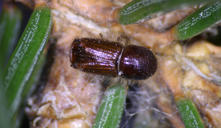 lykozrout smrkovy Foto Petr Dolezal