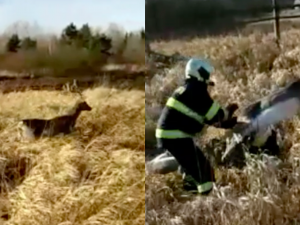VIDEO: Hasiči zachraňovali v Haklových Dvorech jelena. Parožím se zasekl do mrtvého soka