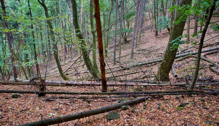 Kvůli polomům nemohou lidé na turistické trasy kolem hory Kleť