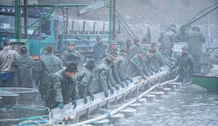 Výlov rybníku Bezdrev