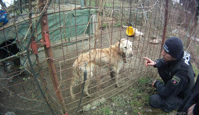 VIDEO: Brněnští strážníci odebrali majitelům zuboženého retrívra. Bez vody a jídla žil ve vlastních výkalech