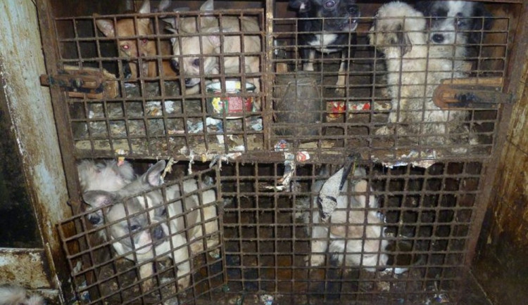 Tresty za týrání zvířat budou přísnější, rozhodla Sněmovna
