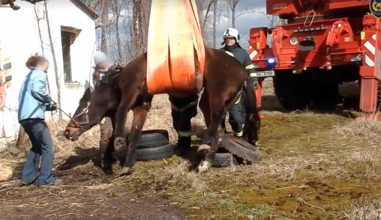 VIDEO: Postavit kobylu na nohy musel jeřáb, při zásahu asistovali hasiči z Budějc
