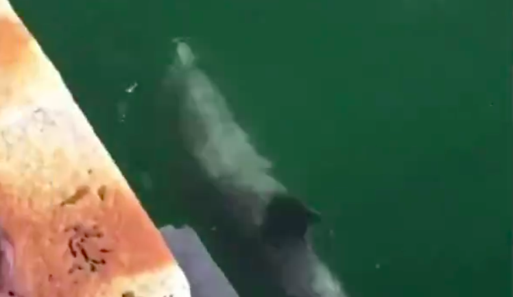 Delfíny v Benátkách? Na smyšlené zprávě naletěla i velká média.